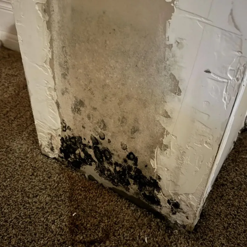 Professional Mold Removal in Felton, DE
